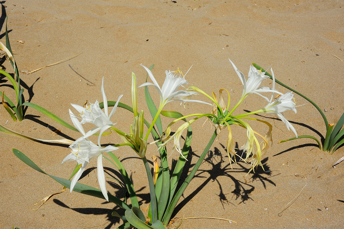 Παγκράτιο Παράλιο